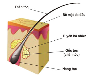 Cấu tạo tóc