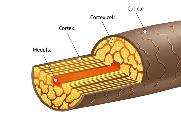 Thân tóc và nang tóc là 2 thành phần chính của sợi tóc