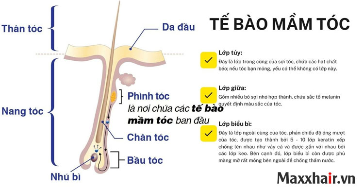 Cấu trúc và thành phần của sợi tóc 1