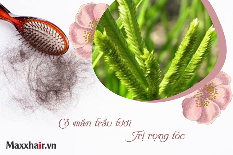 Cỏ mần trầu tươi chữa rụng tóc 1