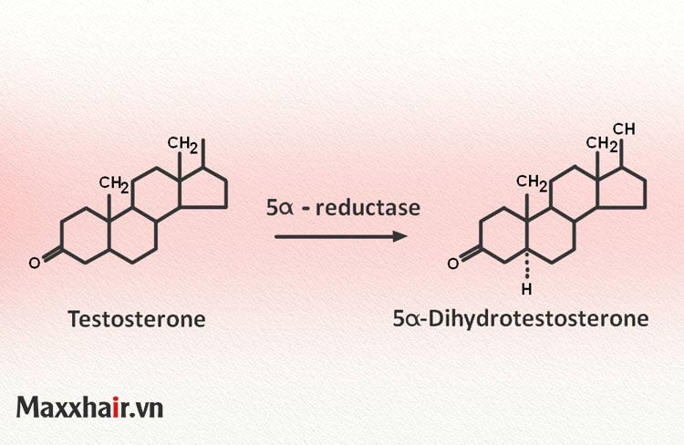 Hormone DHT là gì? 1