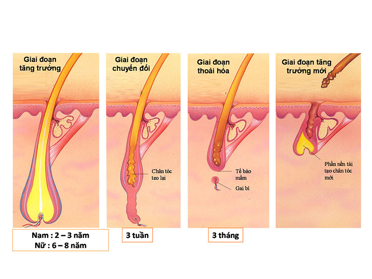 Tìm hiểu chu kỳ phát triển của tóc ở phụ nữ 1