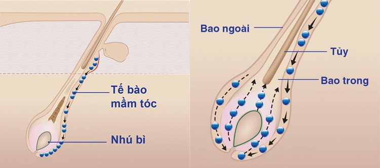 Tăng sinh mầm tóc - Công nghệ mới giúp tóc trở nên dày, khỏe hơn